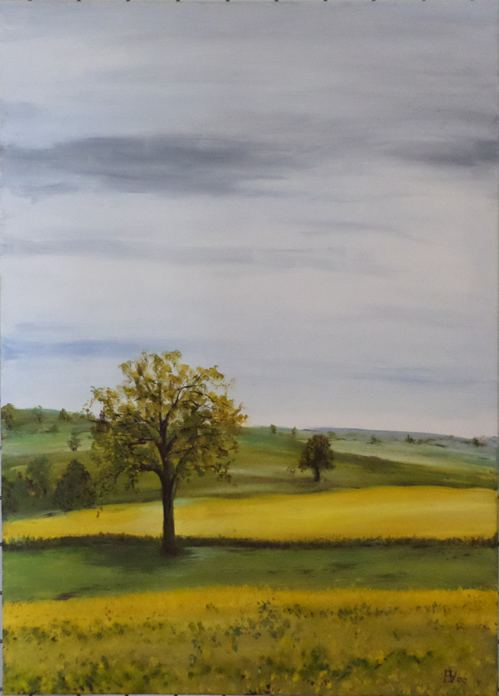 Tree in rapeseed field